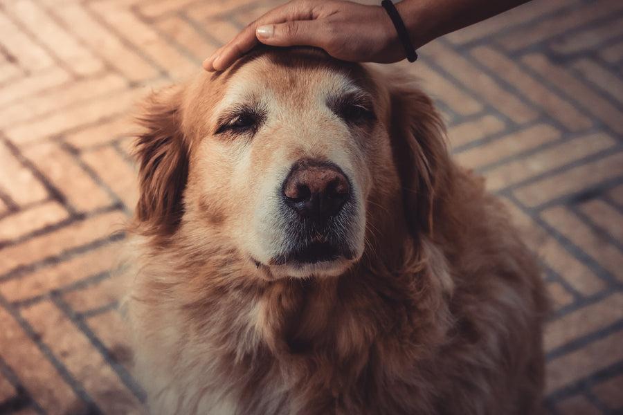 Senior Dogs and Hemp Oil: Can it Help?