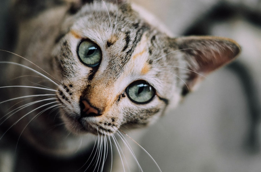 Does Hemp Oil Reduce Depression in Cats?