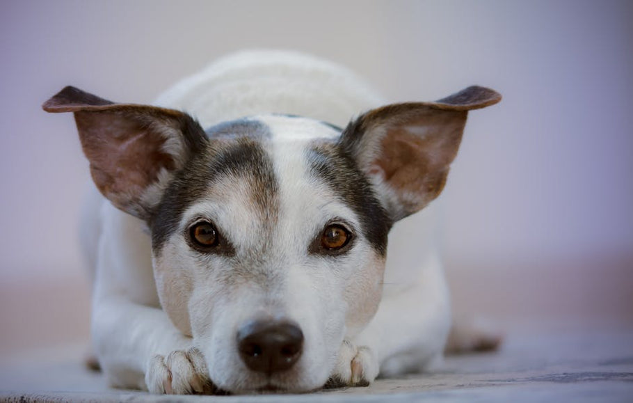 Can Hemp Oil Help Reduce My Dog's Nausea?
